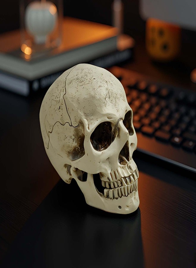 PlentifulHome Realistic Resin Human Skull Decor - Life-Size Halloween Skeleton Head with Removable Jaw, Macabre Fake Skull Prop for Home, Office, or Haunted Display - Image 2